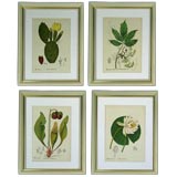 Four Botanical Prints