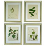 Set of 4 Botanical engravings