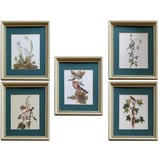 Set of  Birds Prints