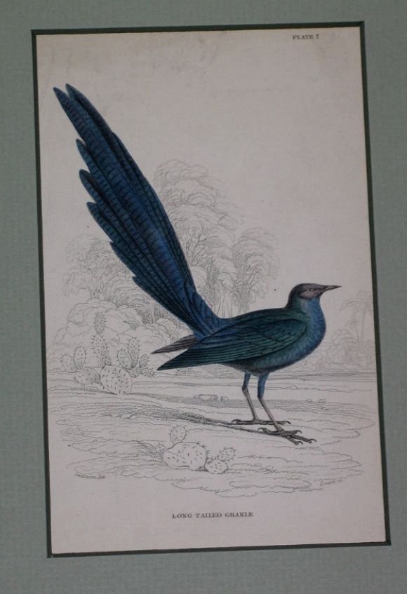 Hand Colored  Bird Engravings, circa 1890s(6individual pieces  available) For Sale 1