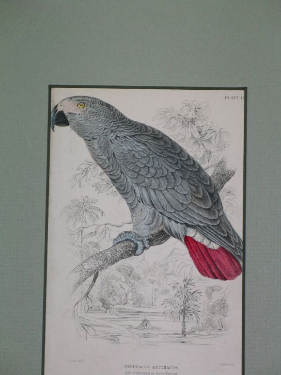 19th Century Hand Colored  Bird Engravings, circa 1890s(6individual pieces  available) For Sale