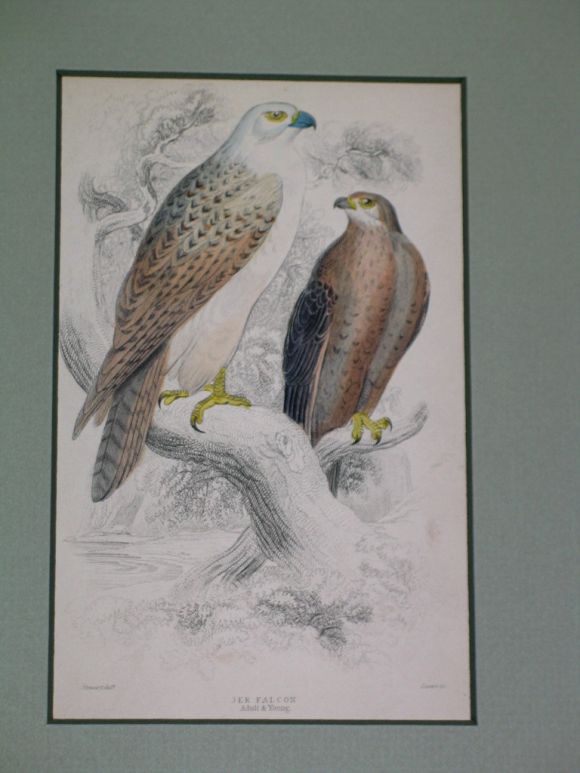 Hand Colored  Bird Engravings, circa 1890s(6individual pieces  available) For Sale 3