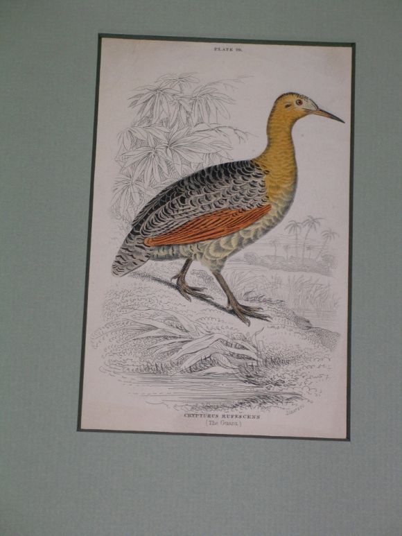 Hand Colored  Bird Engravings, circa 1890s(6individual pieces  available) For Sale 4