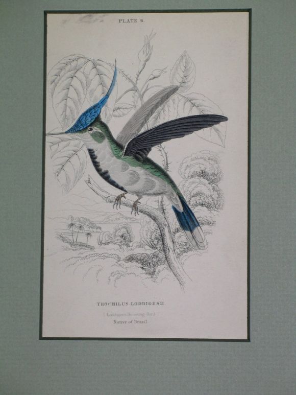 Hand Colored  Bird Engravings, circa 1890s(6individual pieces  available) For Sale 2