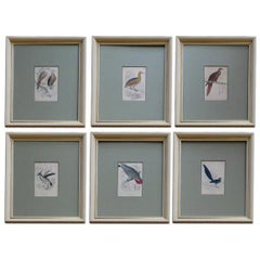 Hand Colored  Bird Engravings, circa 1890s(6individual pieces  available)