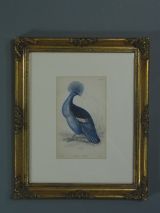 Hand Colored Engraving of Blue Bird