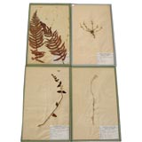 Herbiers de M. Samson