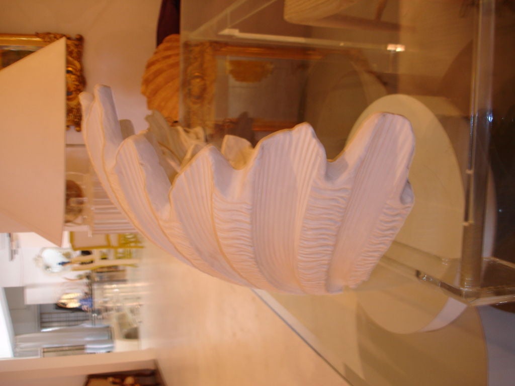 Pair of Shell Sconces
