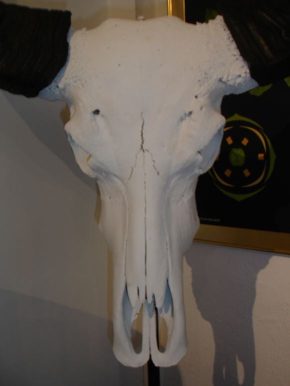 Mounted skull