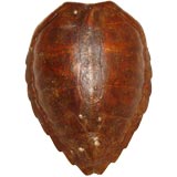 Large Tortoise Shell