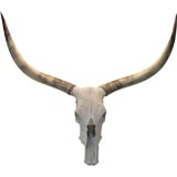 Longhorn Steer Skull