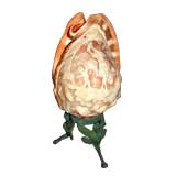 19thc. Italian Shell cameo