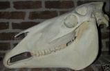 Dramatic Vintage Horse Skull
