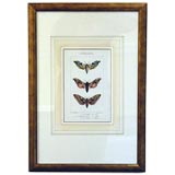 Set of Six Hand Colored French Engravings of Moths