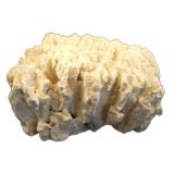 Heavily Concentrated Rugosa Coral Specimen