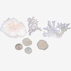 Collection of Coral