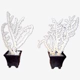 Pair of Octopus Coral in Cache Pots