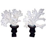 Pair of Branch Coral in Cache Pots