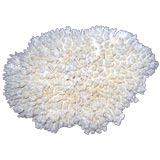 Coral Formation-Brush Table Variety