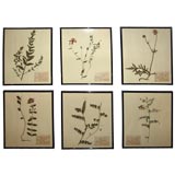 Set of Six Botanical Specimens