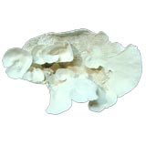 CORAL FORMATION-LARGE CUP VARIETY