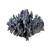 COLLECTION OF NATURAL CORAL COLLECTION OF NATURAL CORAL