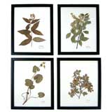 COLLECTION OF BOTANICAL SPECIMENS