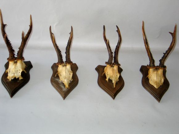 A collection of 4 European deer antler / horns mounted on wood plaques from the French Alpine Region and the Black Forest. Each rustic piece is slightly different while expressing the beauty, purity and serenity of nature. Can fit in an Adirondack