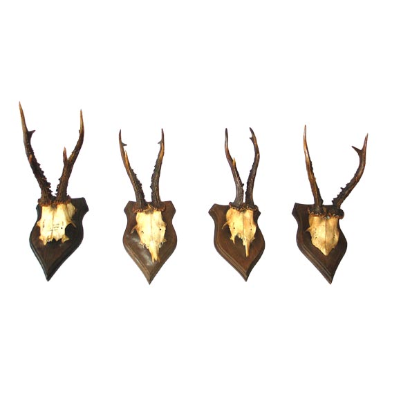 Collection of 20 Mounted Deer Antler / Horns For Sale at 1stdibs