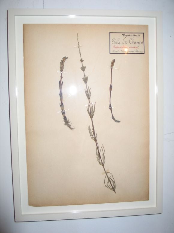 framed pressed botanicals