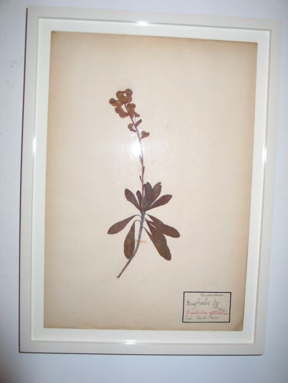 A set of dried, pressed and framed botanical specimens, plants and flowers with botanical descriptions Calligraphed in Latin and French. These old pieces are elegantly floated in off-white frames.

References: Rustic, Floral, Black Forest, Alpine,