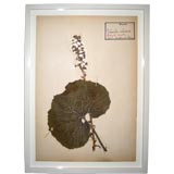 Five French Dried, Pressed and Framed Botanical Specimens
