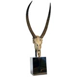 Monumental Ghemsbook Skull and Horns