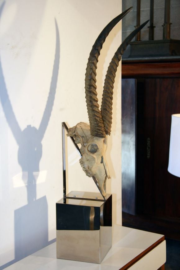 Monumental Ghemsbook Skull and Horns