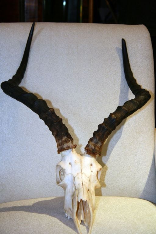 Vintage Antelope Skull