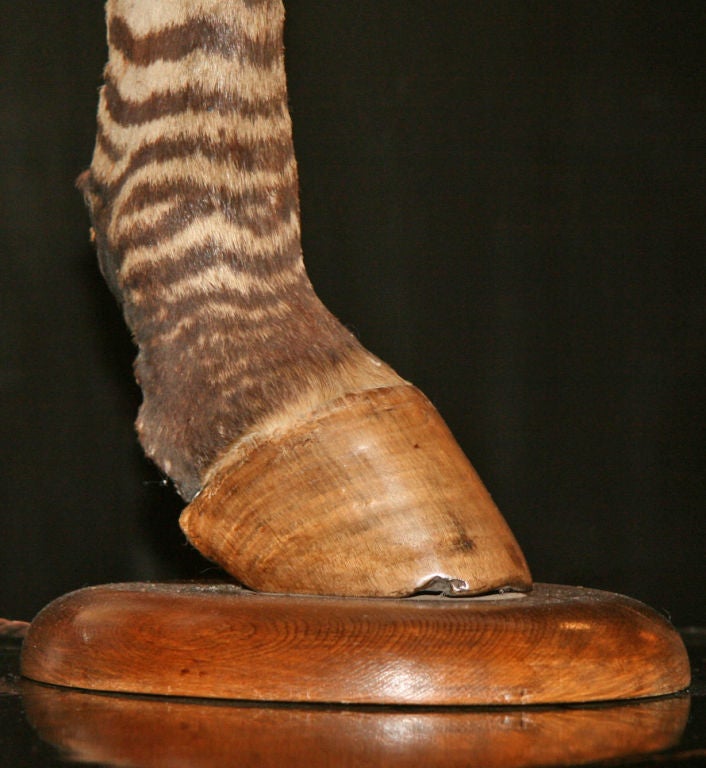 Mid-20th Century Pair of Vintage Zebra Hoof Lamps