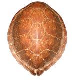 Lovely Small Tortoise Shell