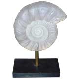 Dorothy Thorpe Resin Ammonite