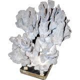 Large Coral Specimen on Lucite Base