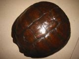 Small Tortoise Shell