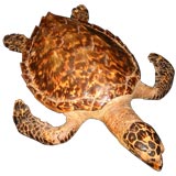 Taxidermy Tortoise