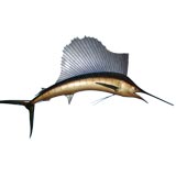 Tachidermy swordfish