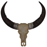 Vintage Buffalo mounted horn