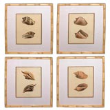 Set of Four English Shell Prints