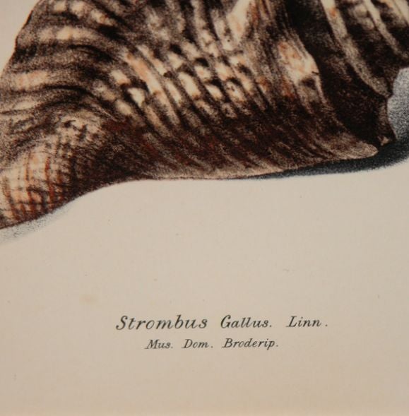 Set of Four English Shell Prints