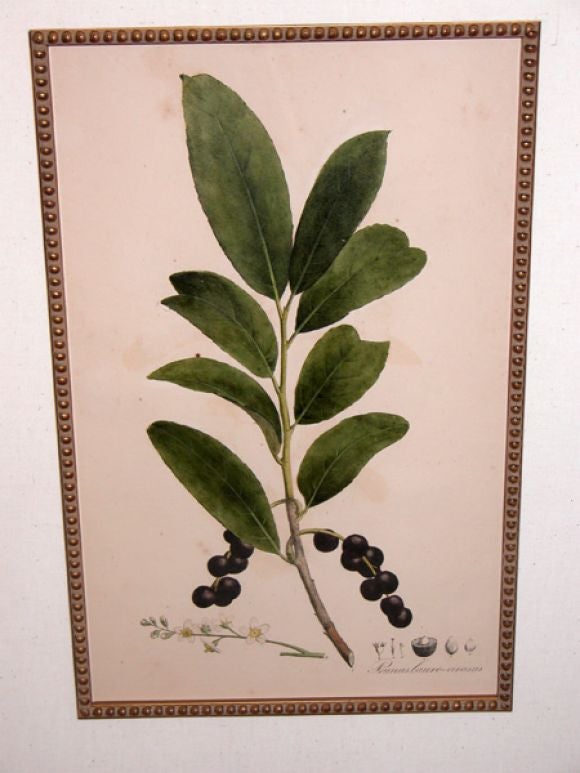 Four Large- Scaled German Hand-Colored Botanical Lithographs