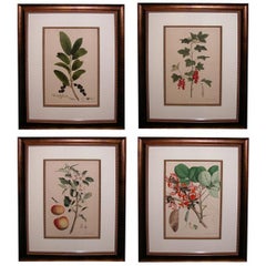 Four Large- Scaled German Hand-Colored Botanical Lithographs