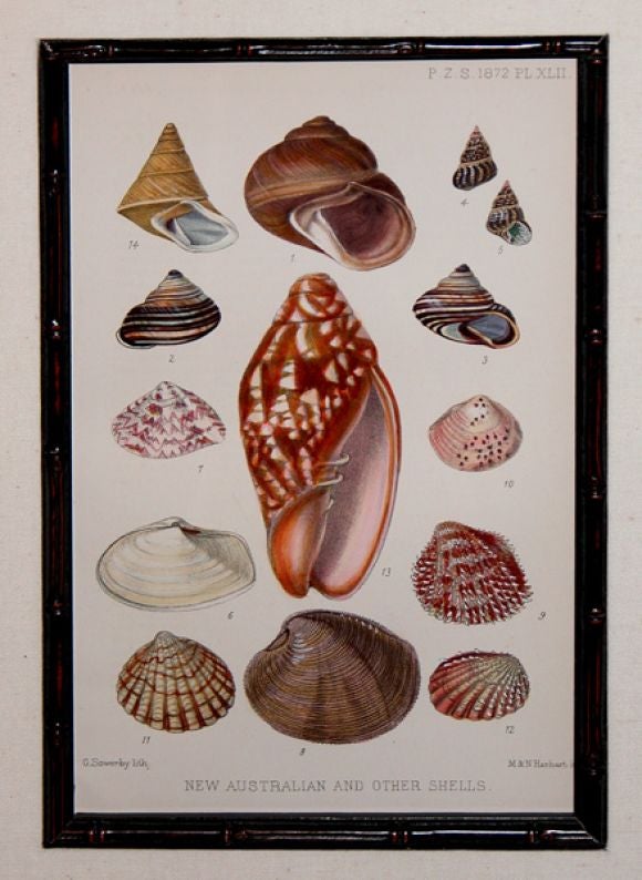 A Well-Executed Set of Four English  Shell Lithographs