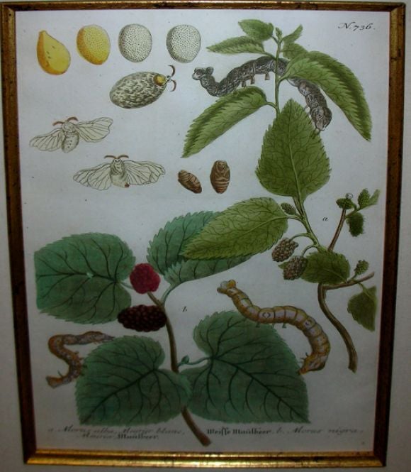A Set of Four Johann Weinmann Hand-Colored Engravings