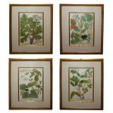 A Set of Four Johann Weinmann Hand-Colored Engravings
